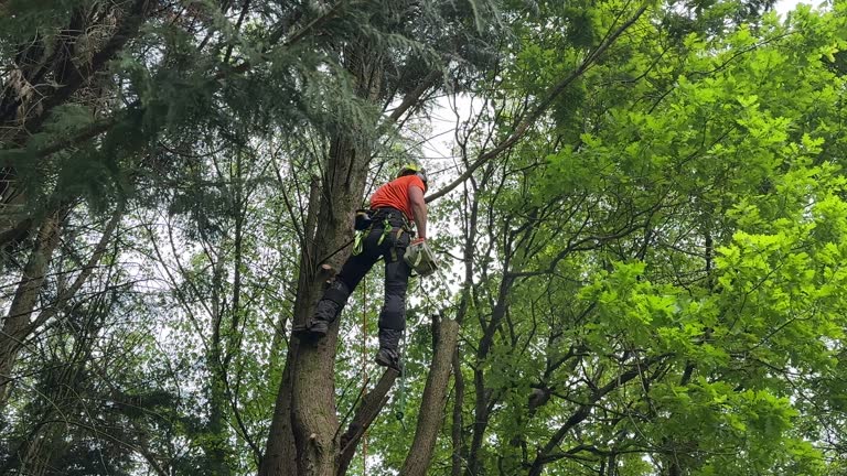 Best Tree Preservation Services  in Leon, IA